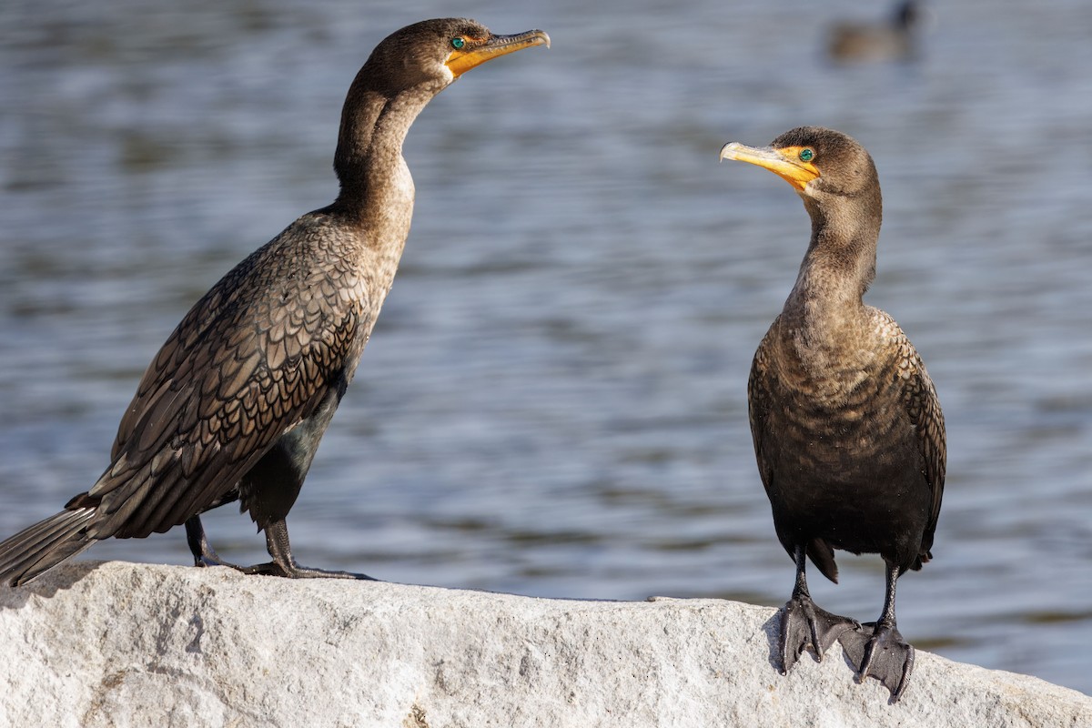 Double-crested Cormorant - ML644760939