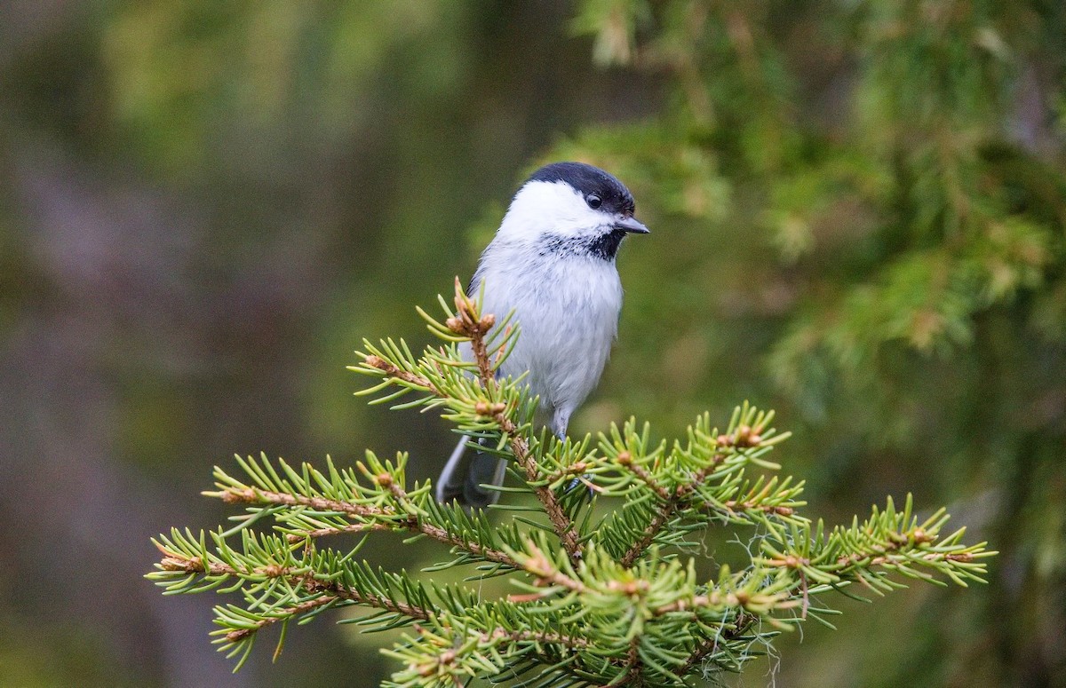 Mésange boréale - ML644760941