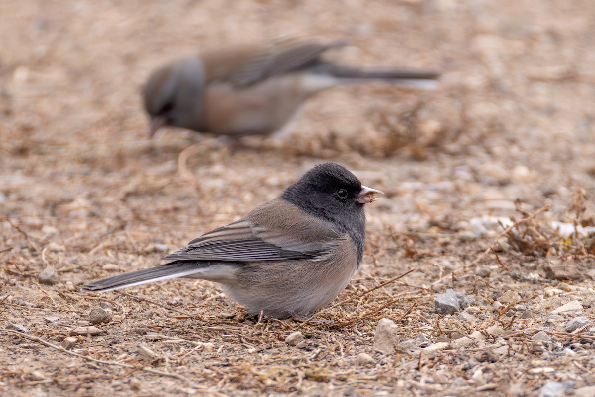 strnadec zimní [skupina oreganus] - ML644760943