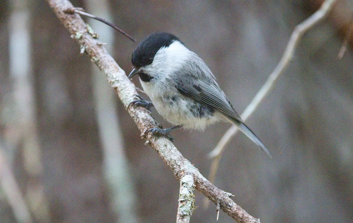 Mésange boréale - ML644760946