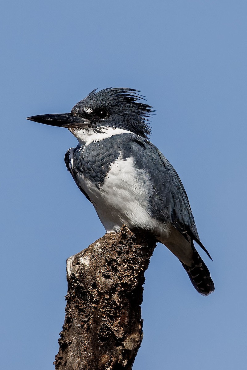 Belted Kingfisher - ML644760952