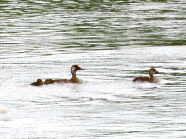 Brazilian Teal - ML644760953