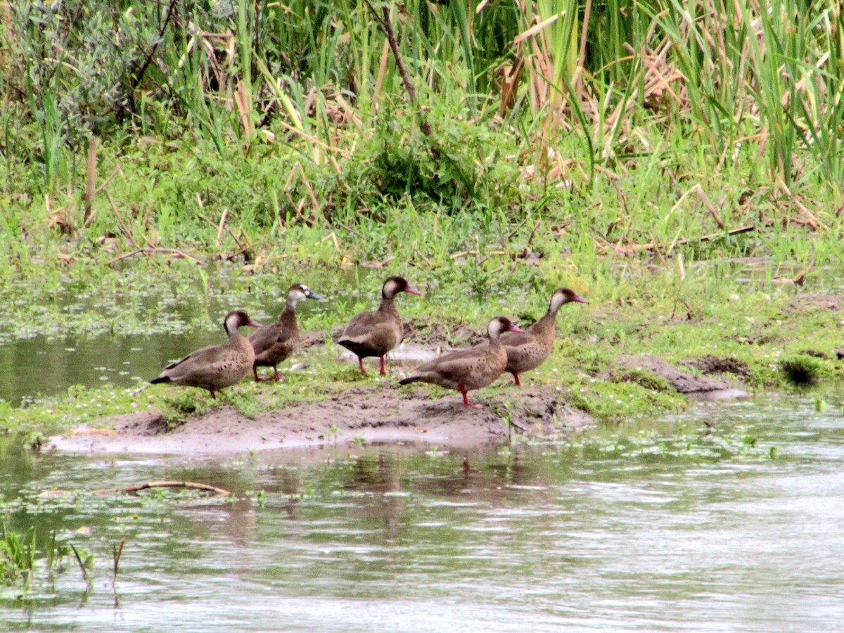 Brazilian Teal - ML644760954