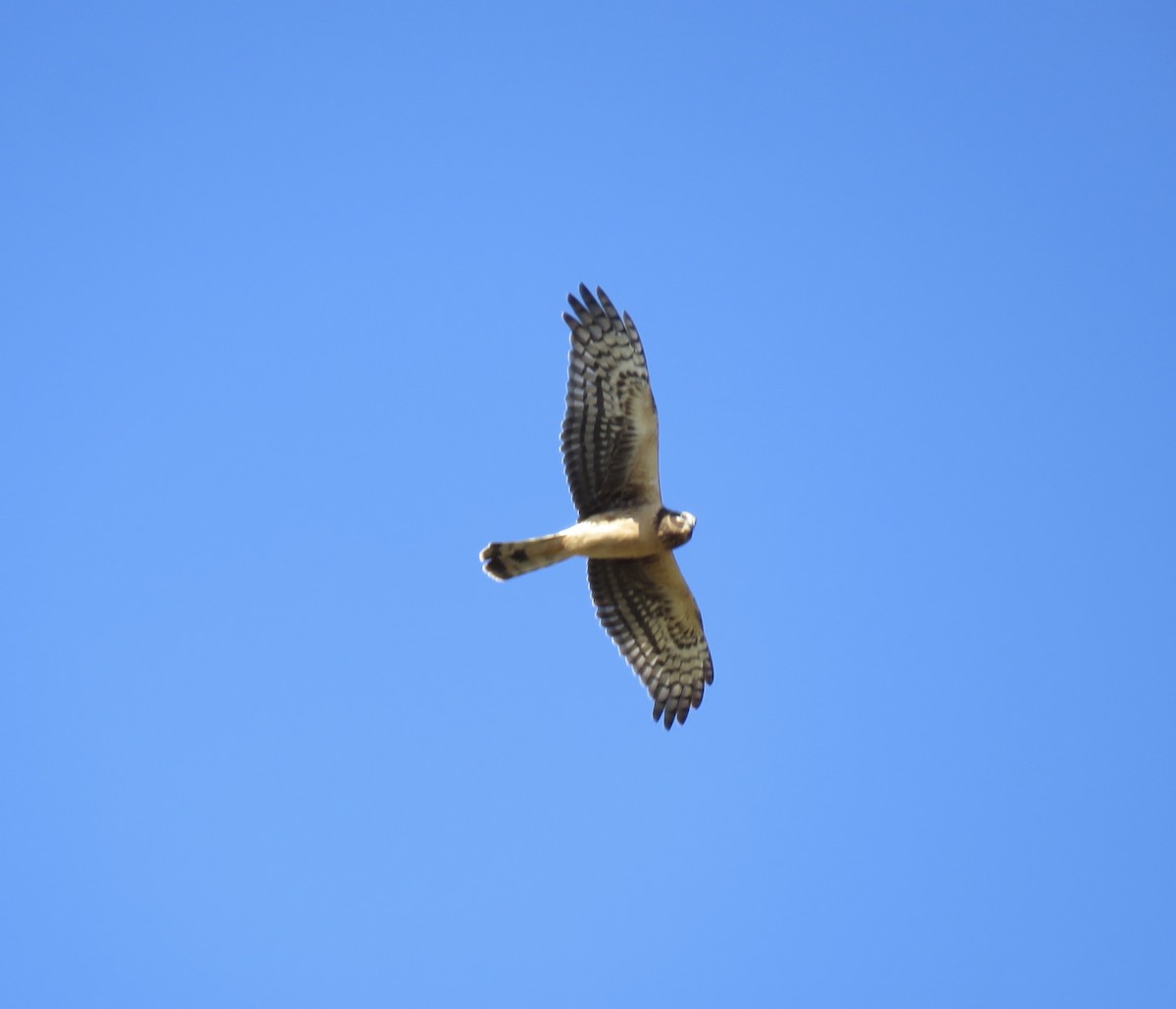 Northern Harrier - ML644760966