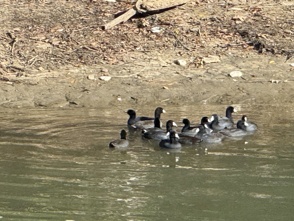 Лиска американська - ML644760967