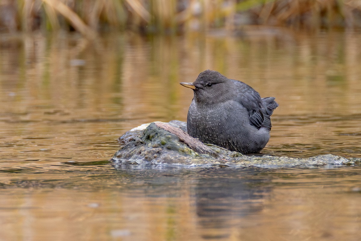 American Dipper - ML644760969