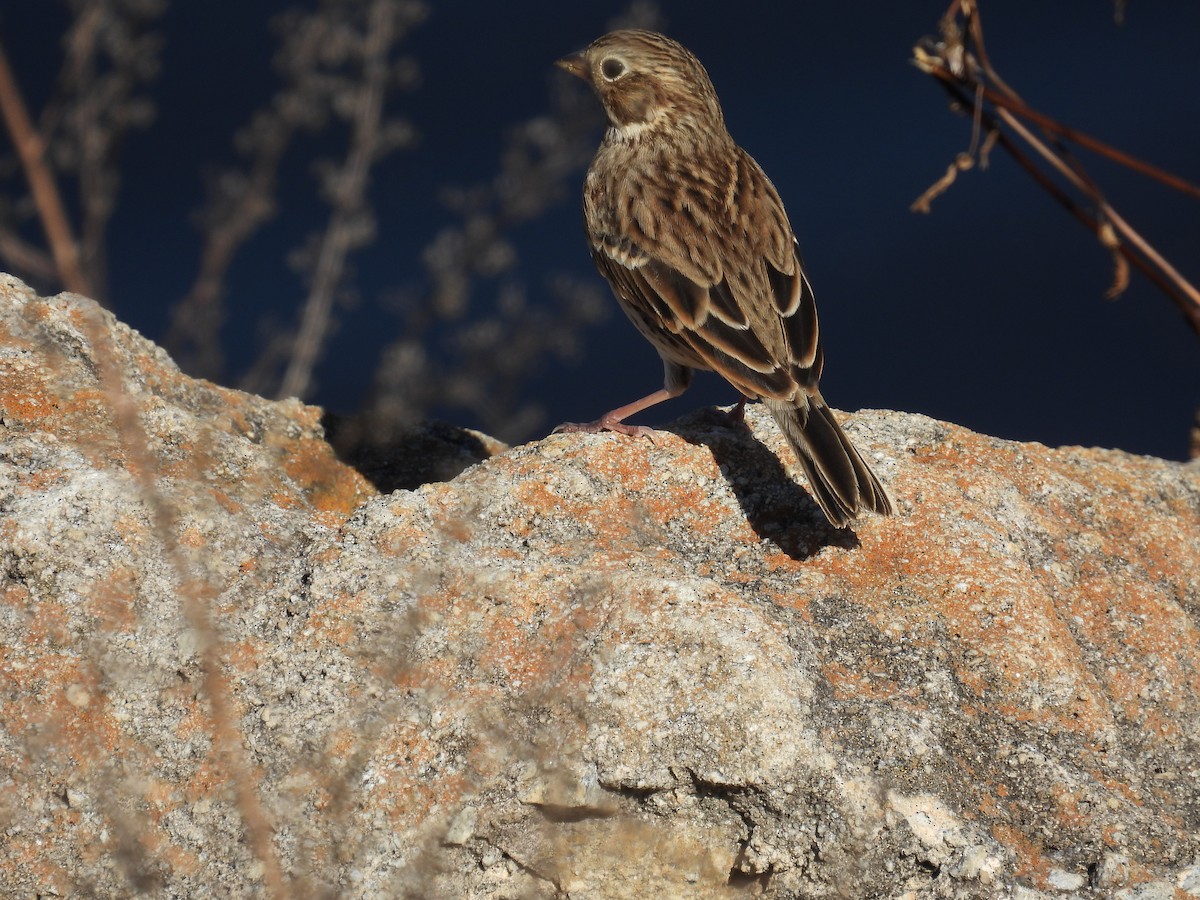 Vesper Sparrow - ML644760974