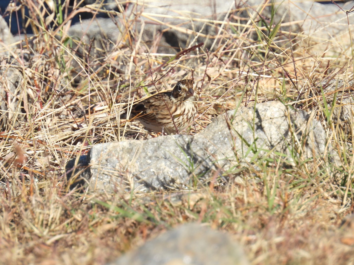 Vesper Sparrow - ML644760975