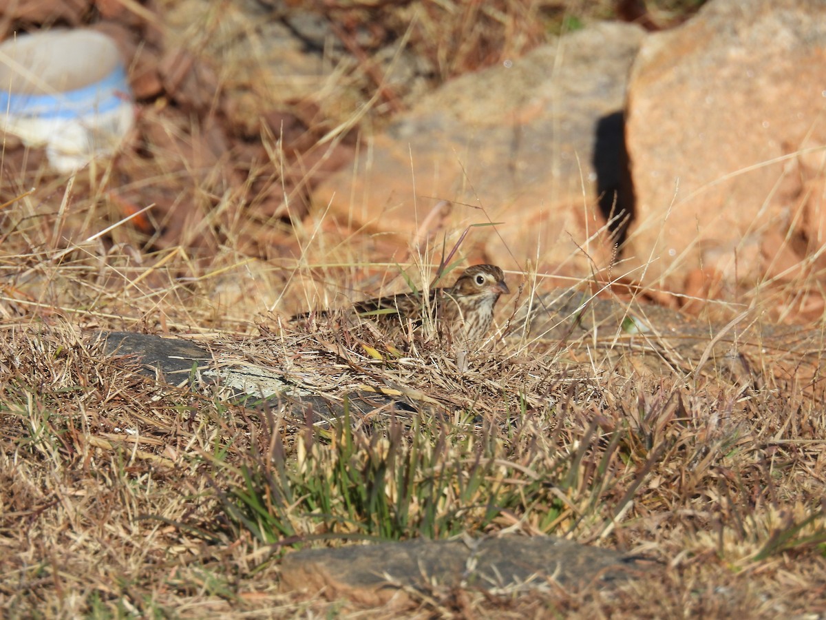 Vesper Sparrow - ML644760976