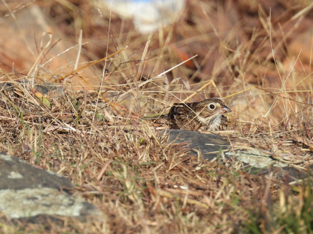 Vesper Sparrow - ML644760978