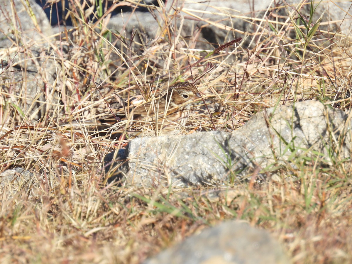 Vesper Sparrow - ML644760979