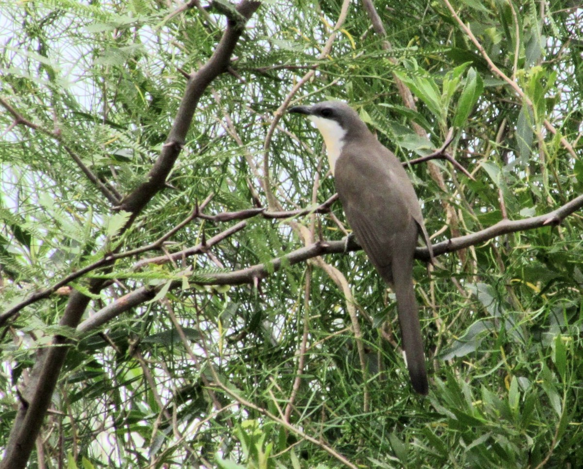 Dark-billed Cuckoo - ML644760982