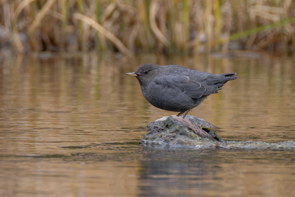 American Dipper - ML644760983