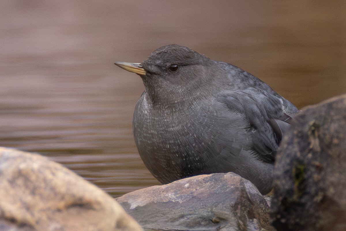 American Dipper - ML644760990