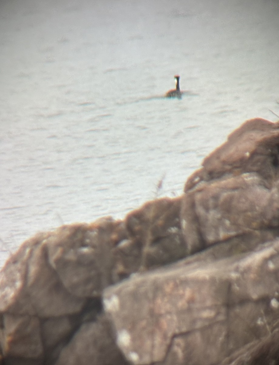 Western Grebe - ML644760994