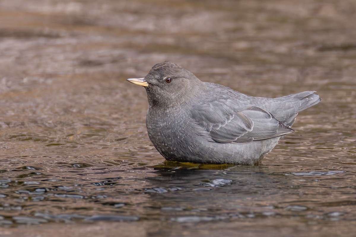 American Dipper - ML644761001