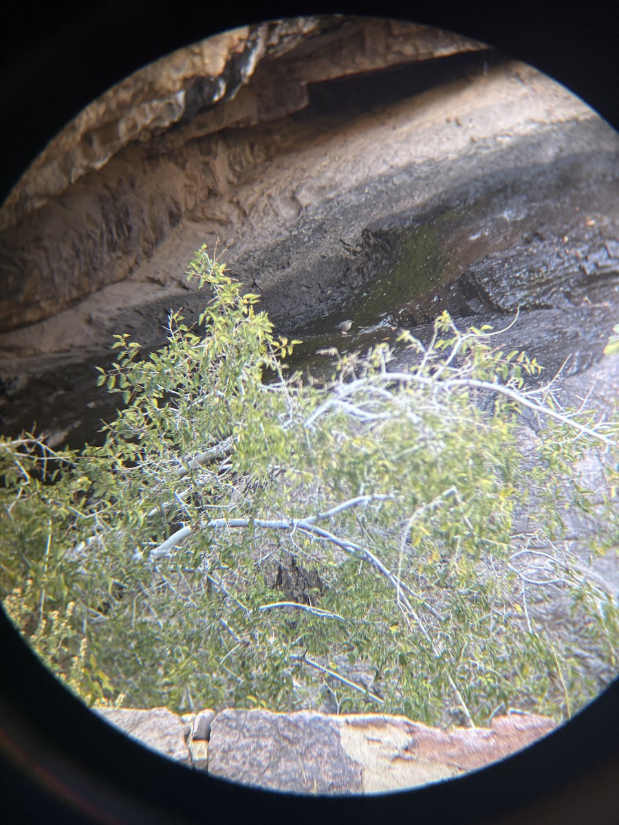 American Dipper - ML644761002