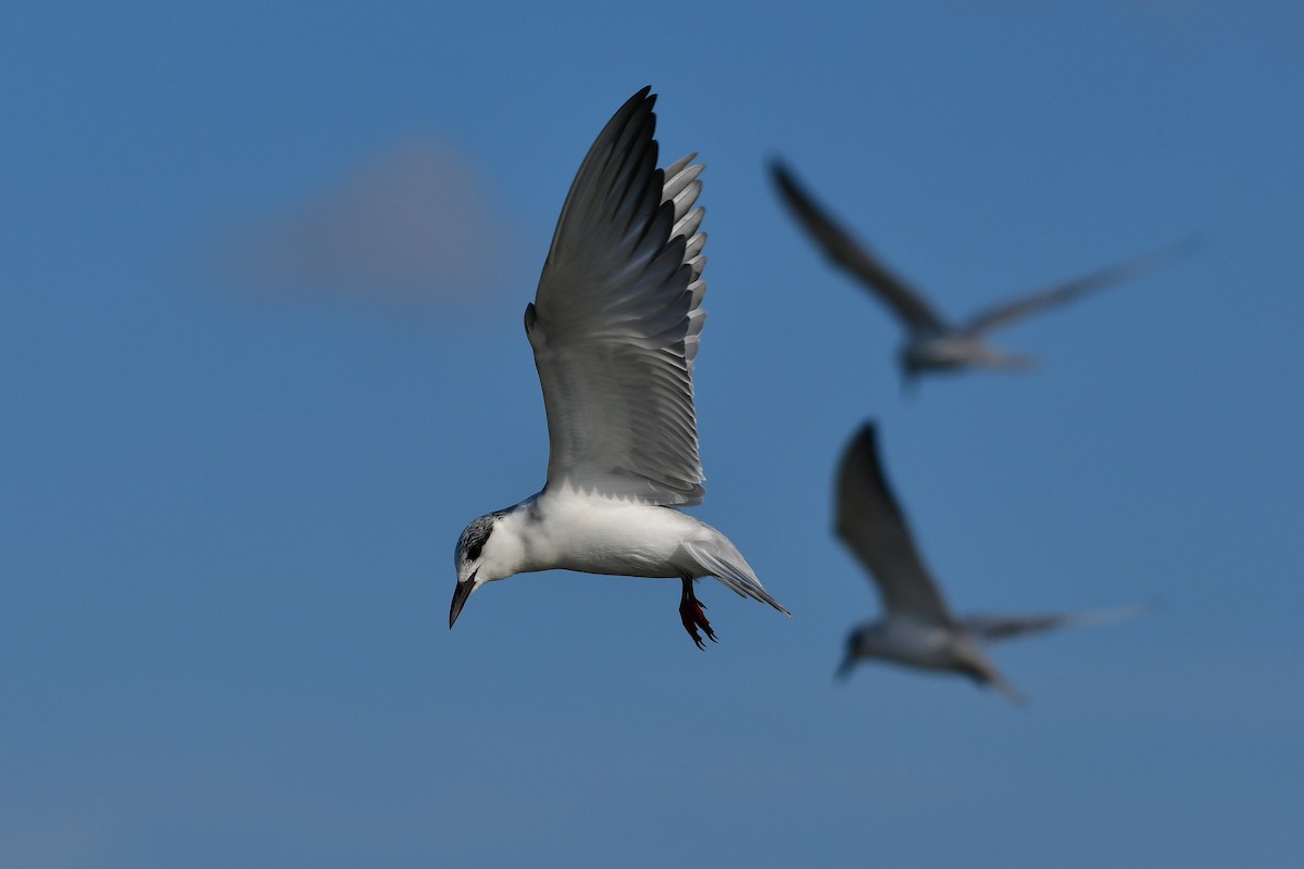 Крячок білощокий - ML644761007