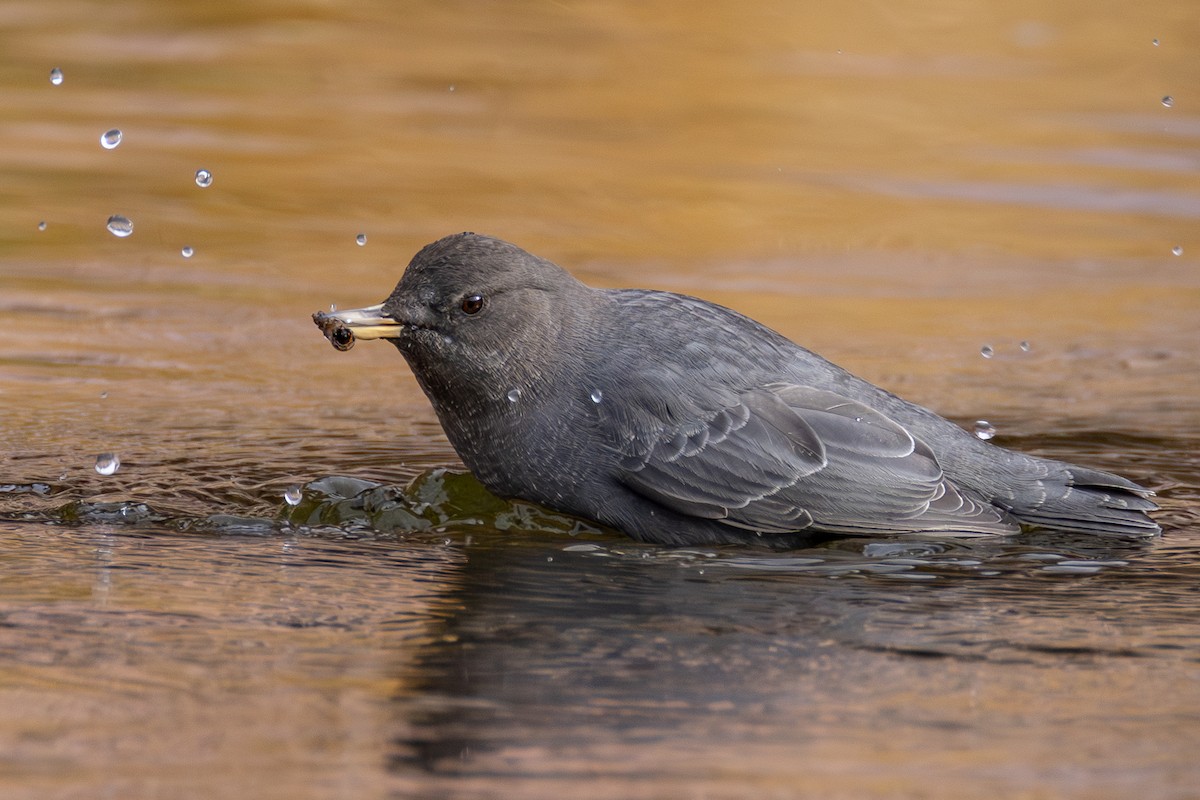 American Dipper - ML644761019
