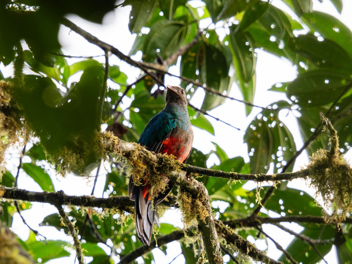 Quetzal doré - ML644761021