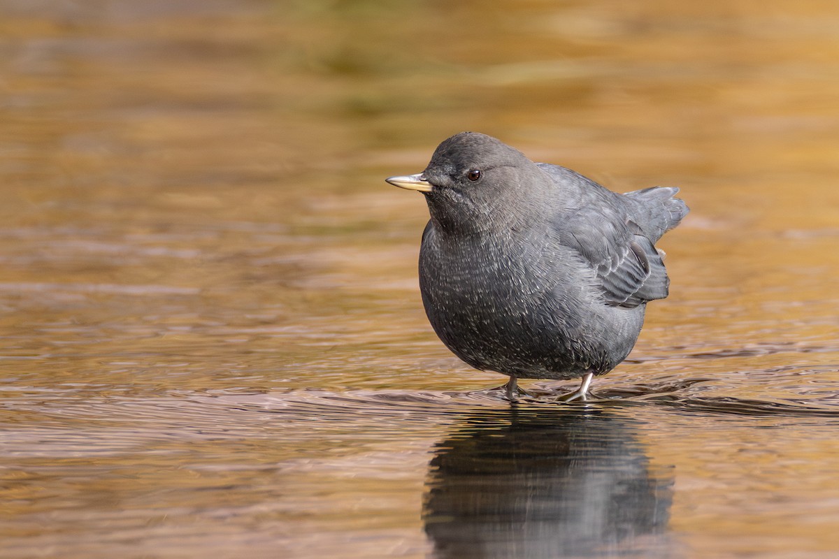 American Dipper - ML644761023