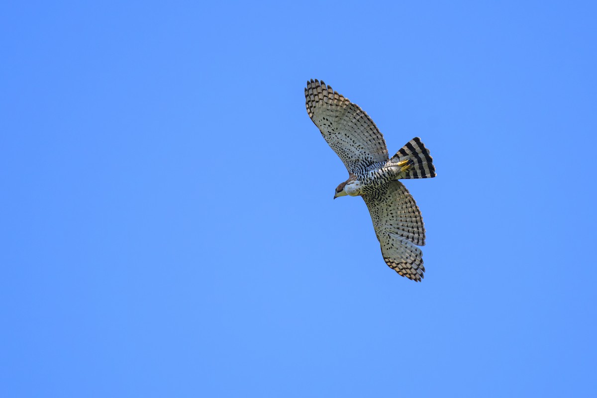 orel zdobený - ML644761029