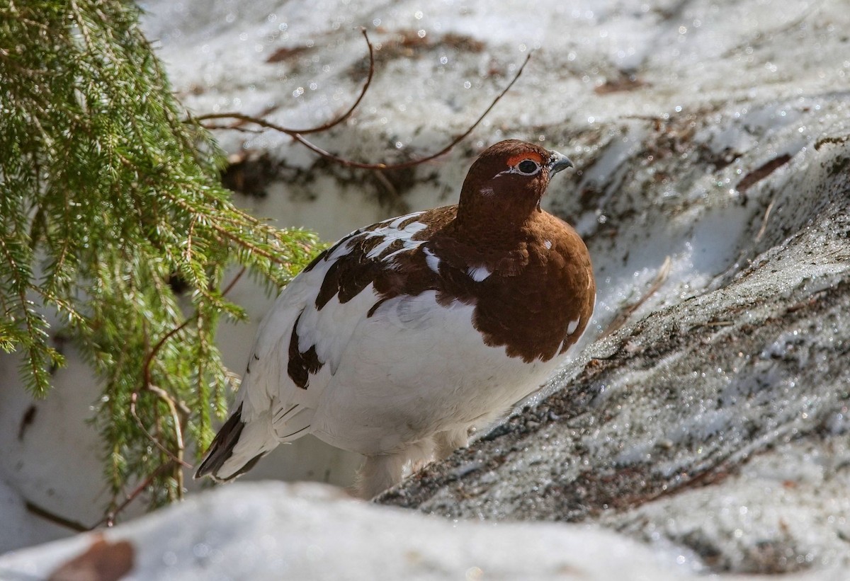 Willow Ptarmigan - ML644761030