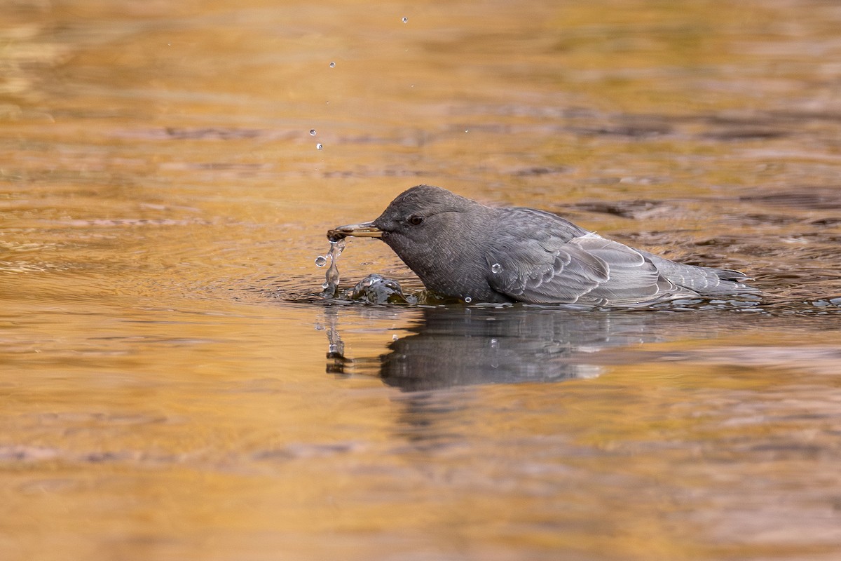 American Dipper - ML644761031