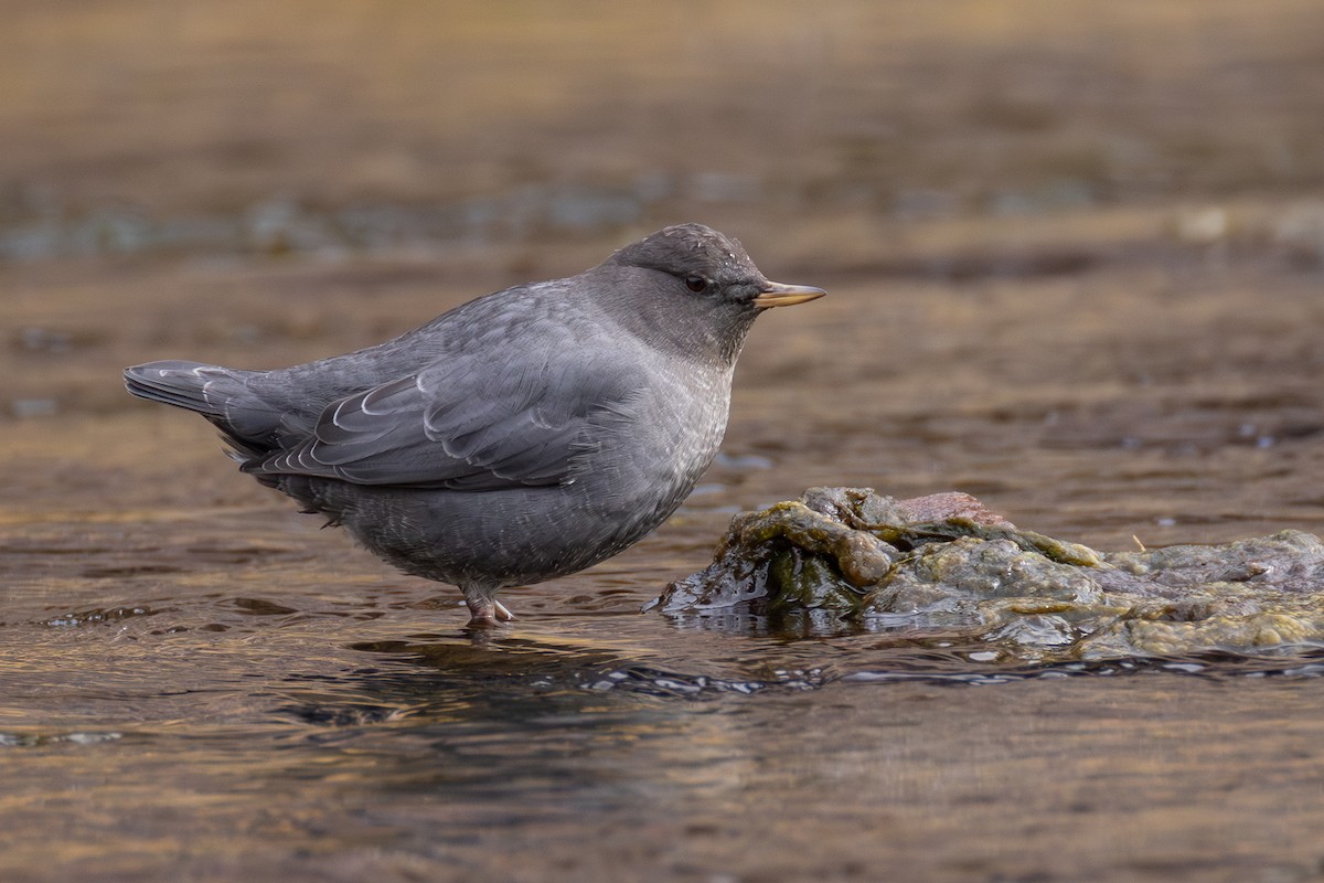 American Dipper - ML644761036