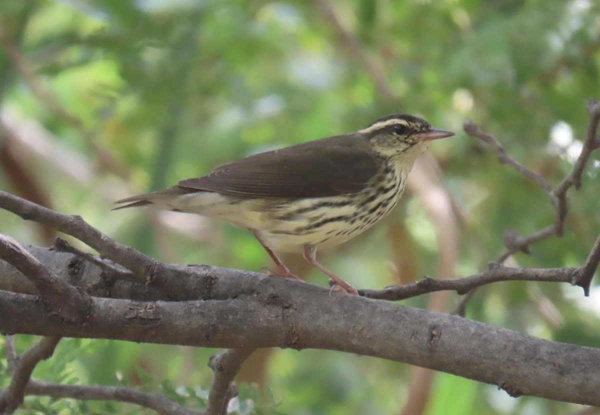 Northern Waterthrush - ML644761049