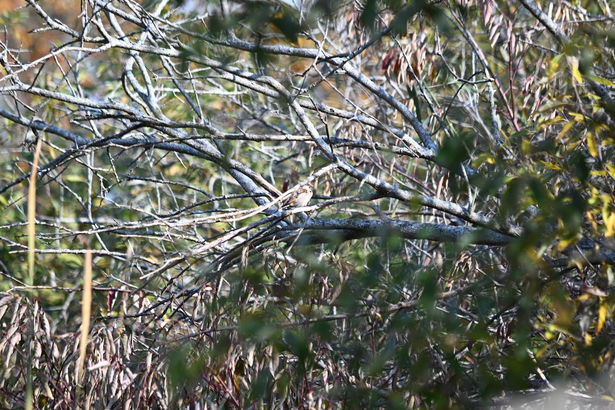 家麻雀 - ML644761050