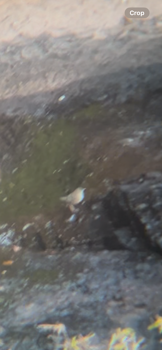 American Dipper - ML644761052