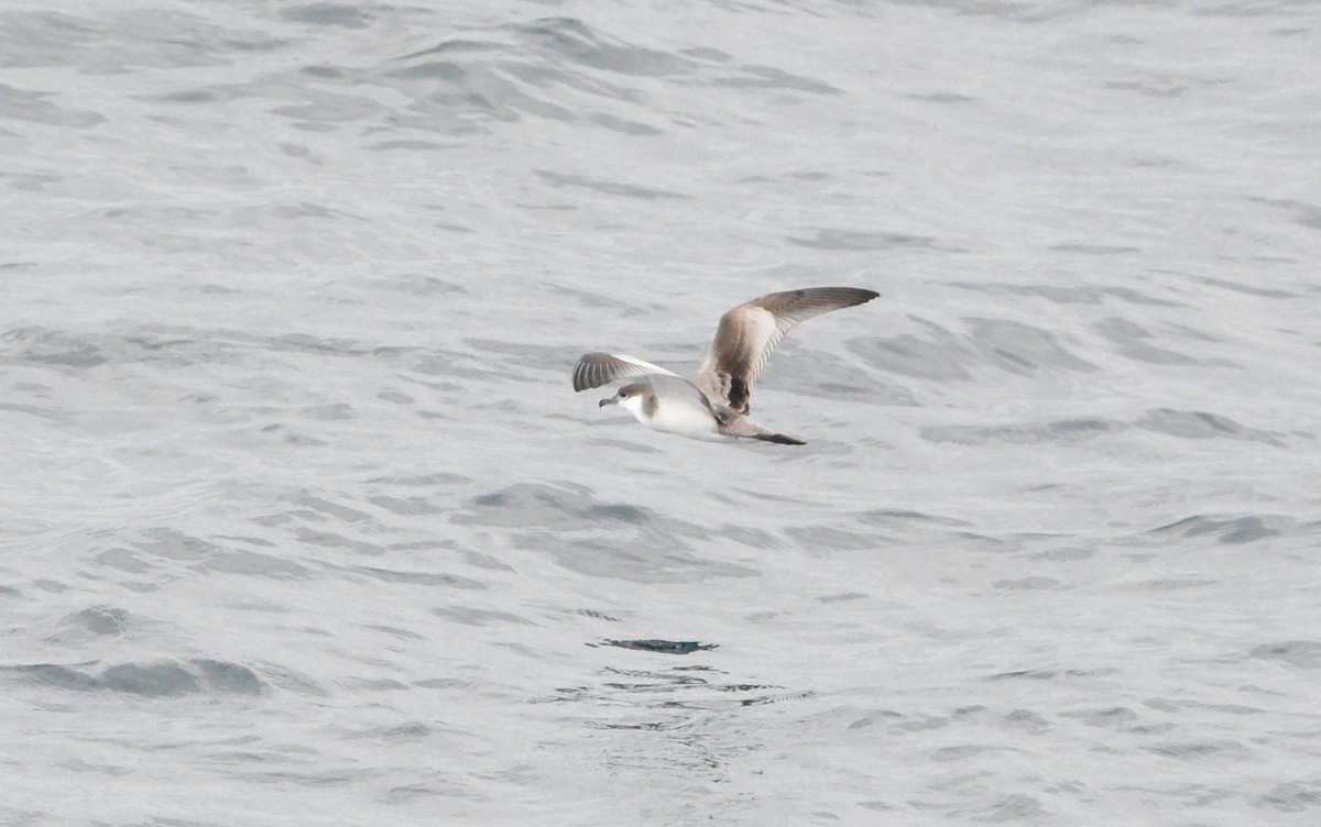 ミナミオナガミズナギドリ - ML644761057