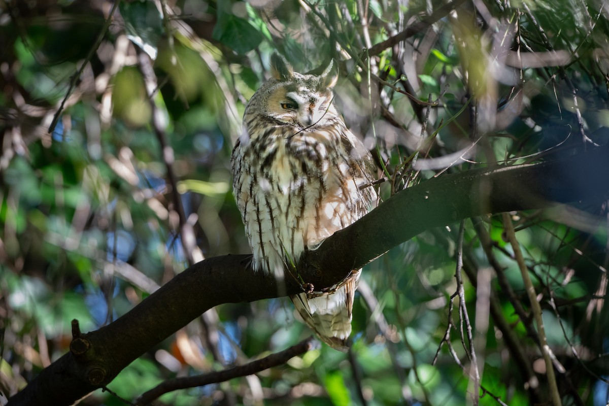 Ушастая сова - ML644761063