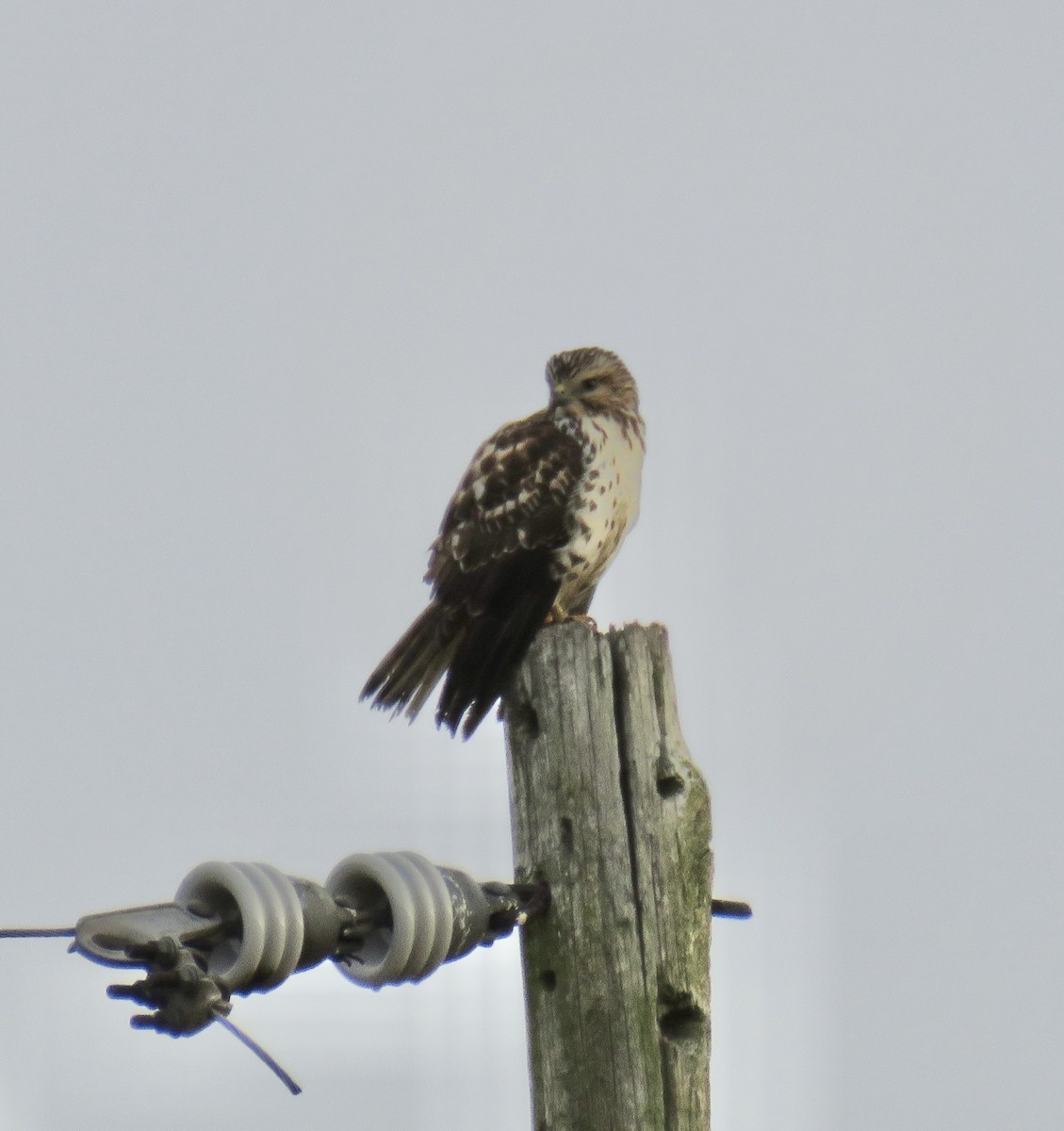 Ширококрылый канюк - ML644761064