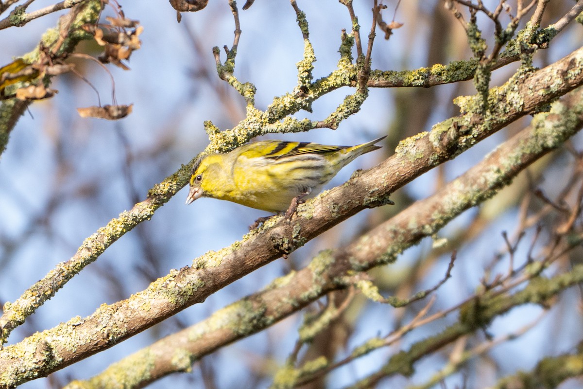 Eurasian Siskin - ML644761073