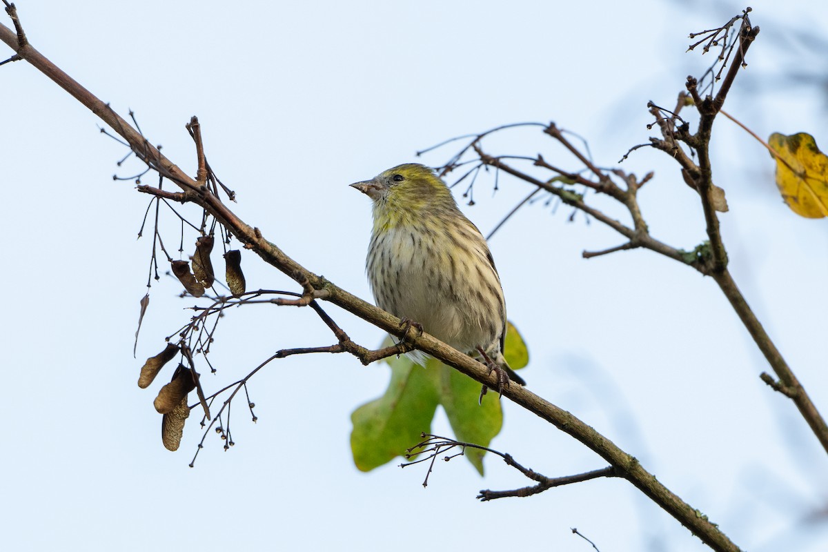 Eurasian Siskin - ML644761074