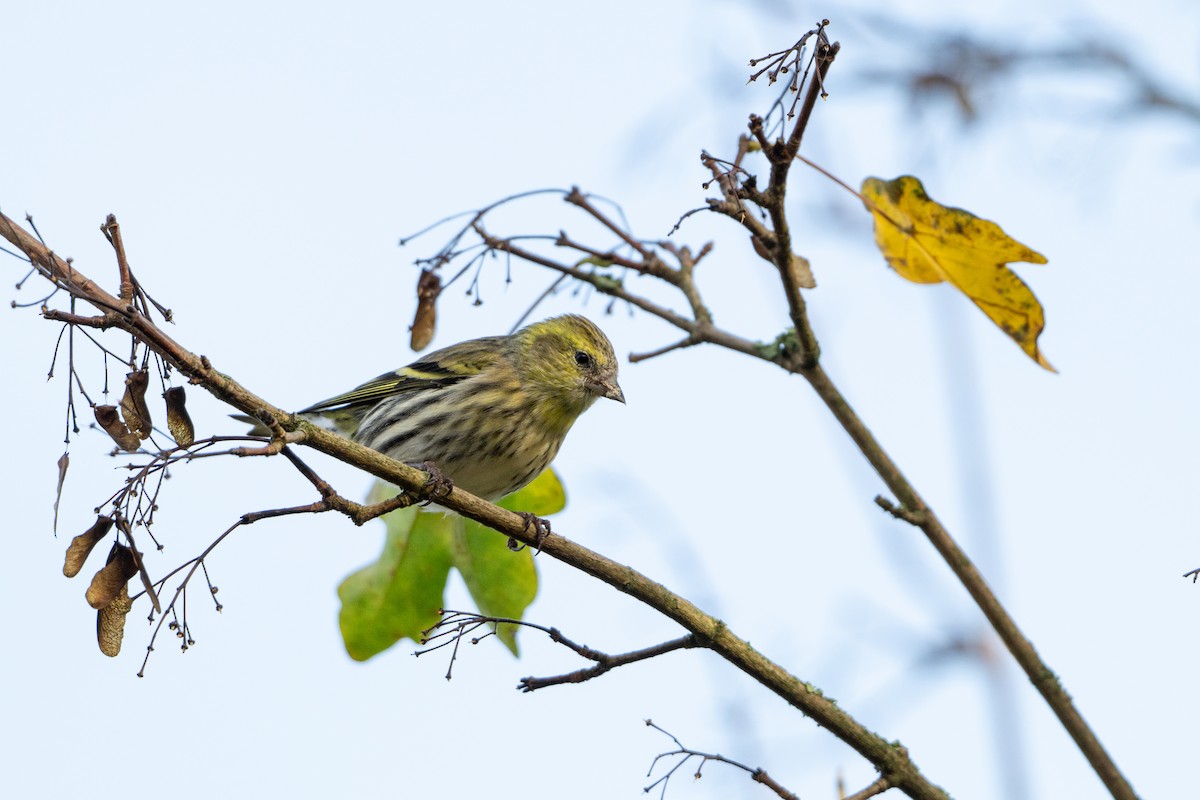 Eurasian Siskin - ML644761075