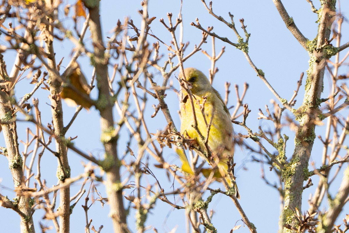 European Greenfinch - ML644761081