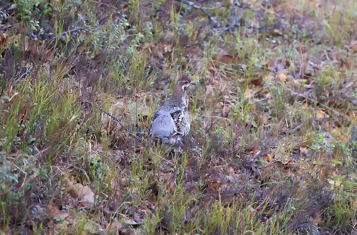 Hazel Grouse - ML644761084