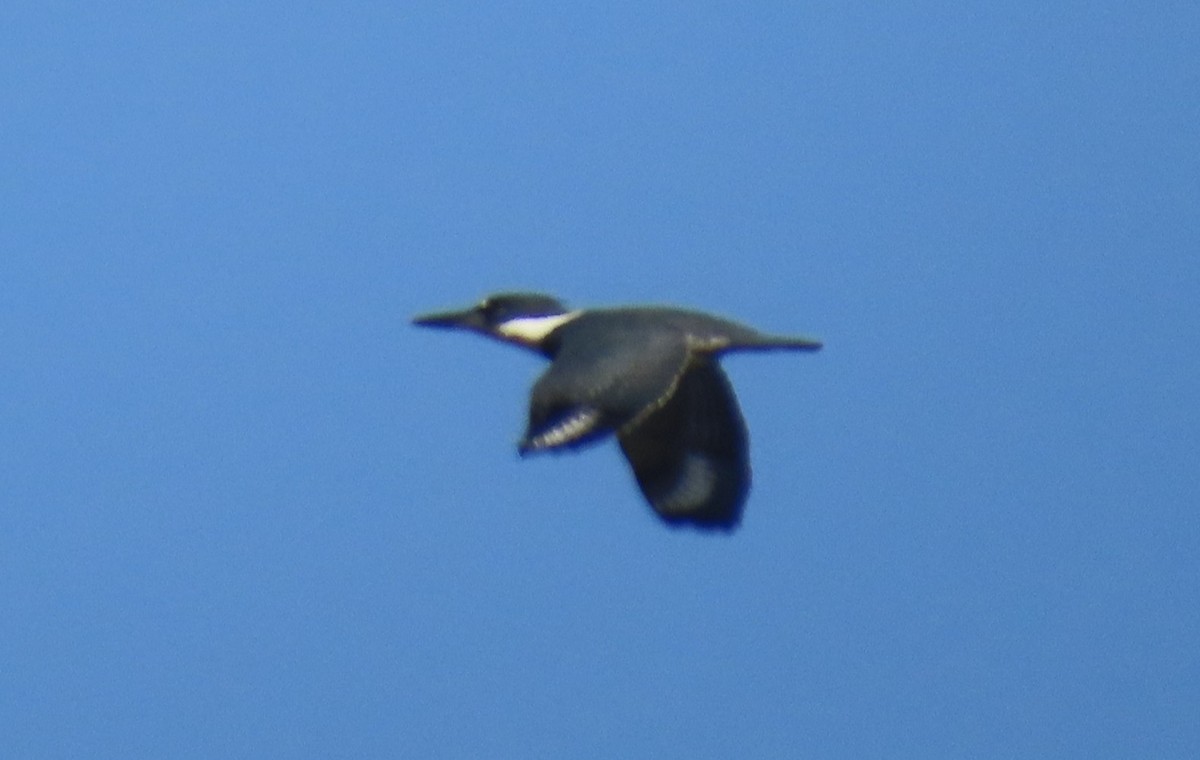Belted Kingfisher - ML644761085