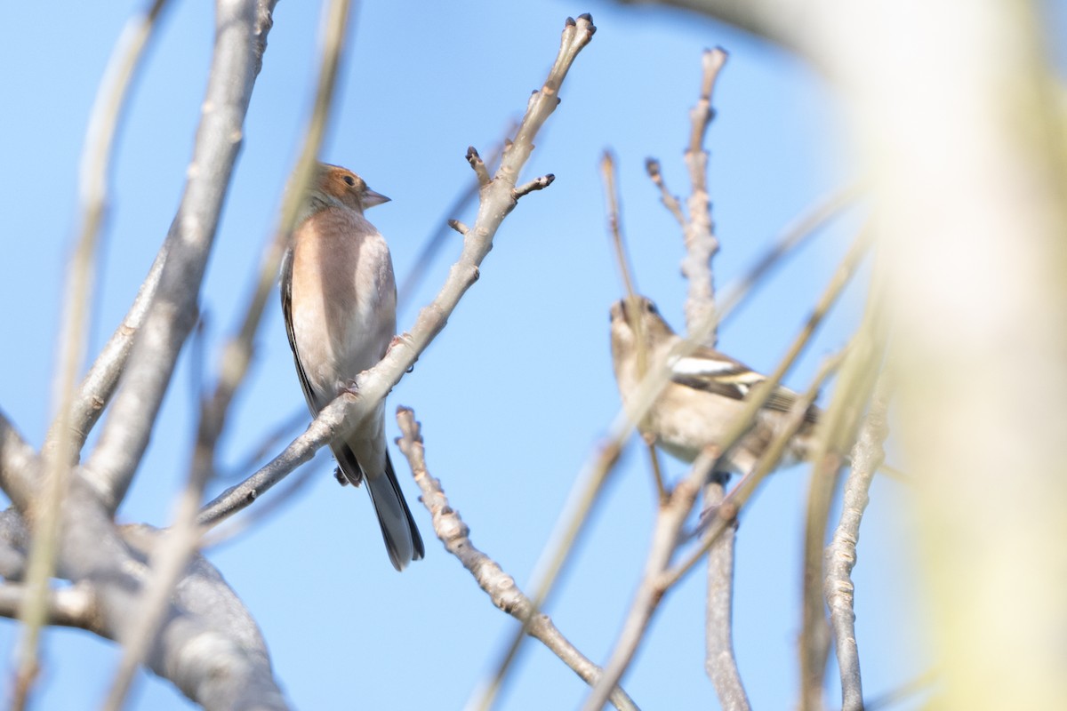 Common Chaffinch - ML644761087