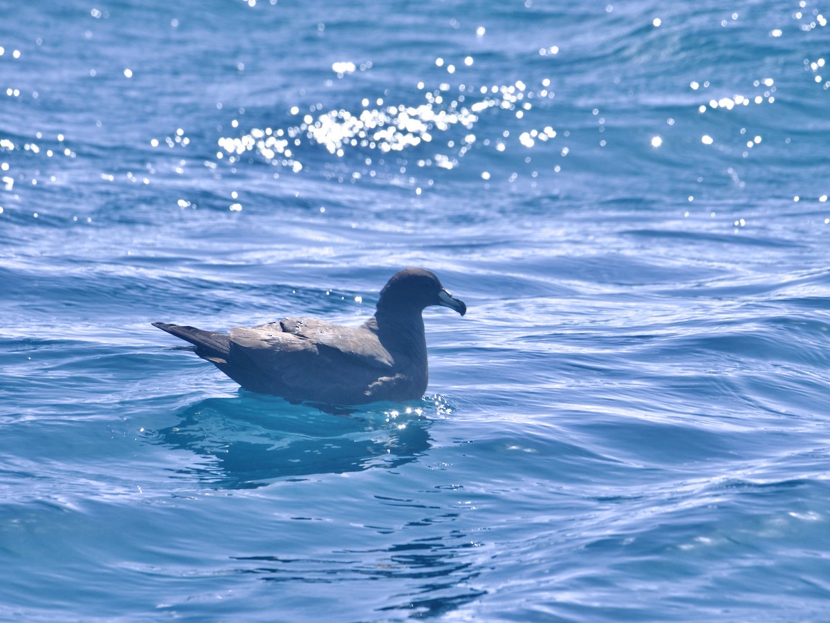 Parkinson's Petrel - ML644761088