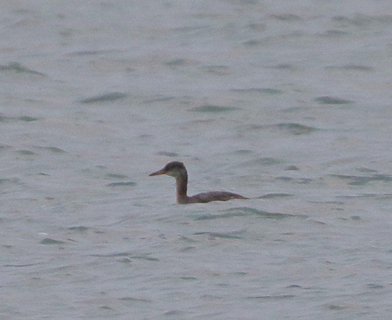 Пірникоза сірощока - ML644761089