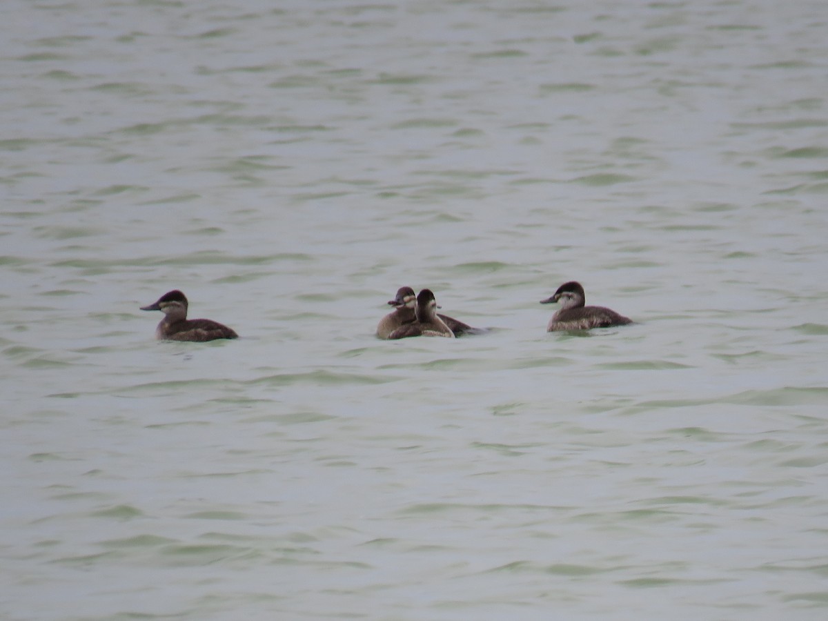 Ruddy Duck - ML644761090