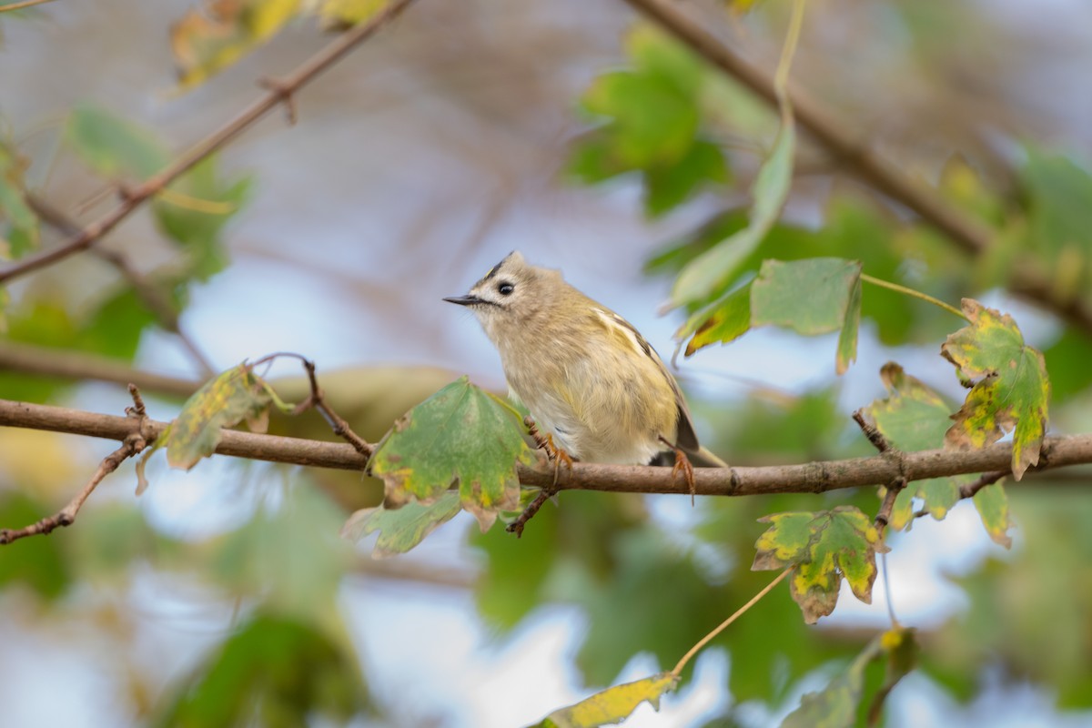Goldcrest - ML644761091