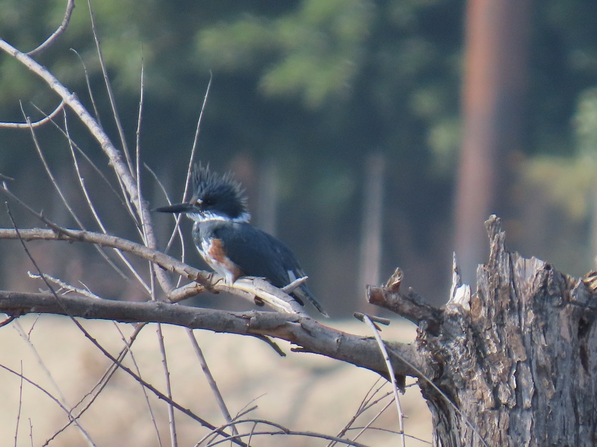 Belted Kingfisher - ML644761092