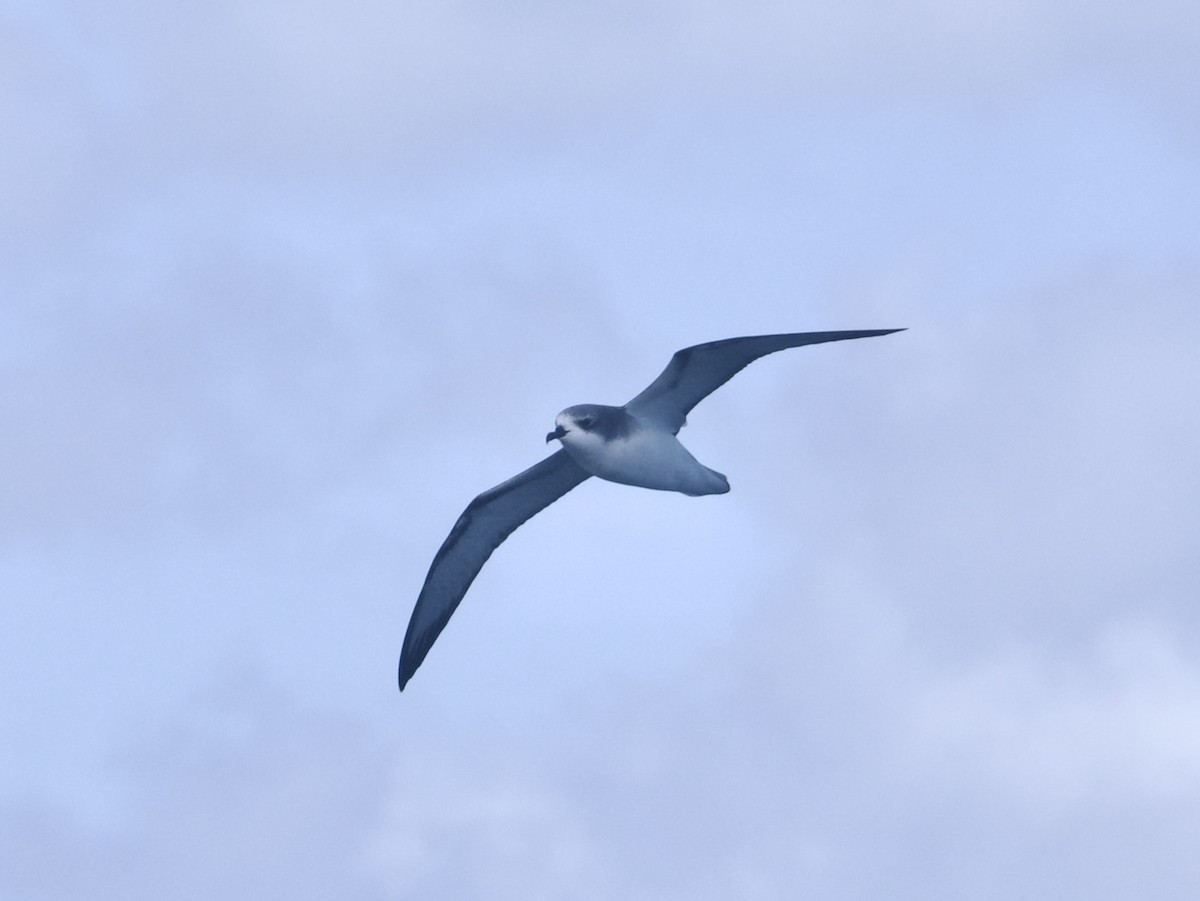 Cook's Petrel - ML644761095