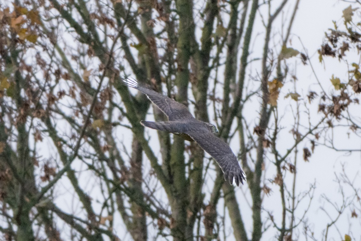 Eurasian Sparrowhawk - ML644761096