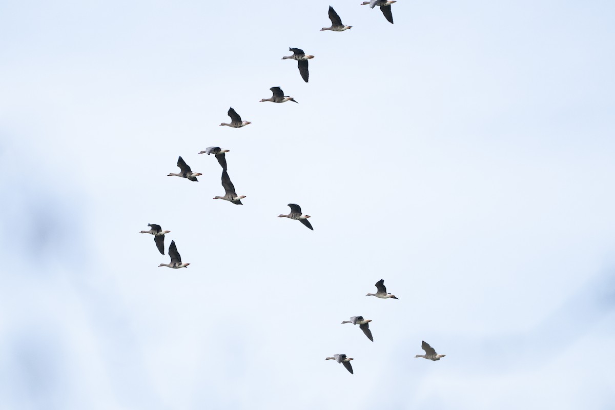 Greater White-fronted Goose - ML644761105